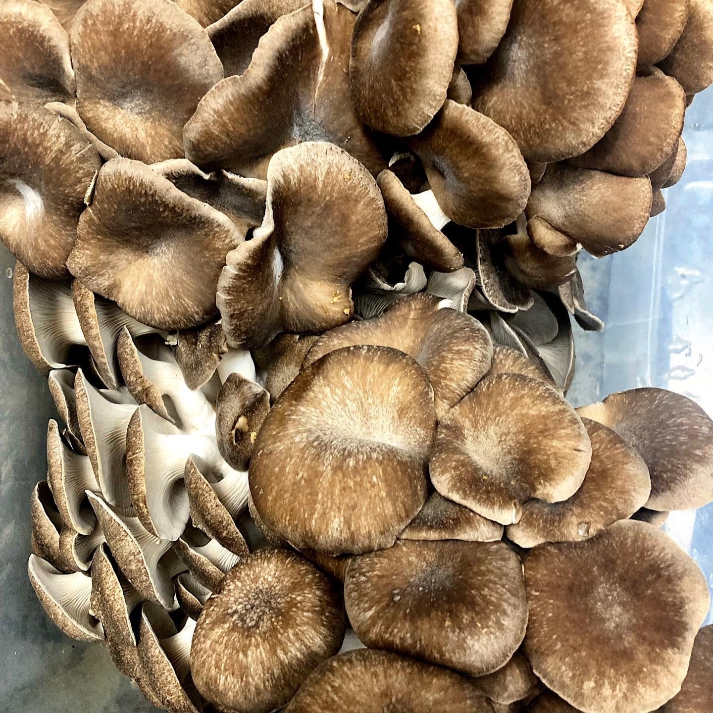 Black Pearl Oyster Mushroom - PICKUP/ DELIVERY ONLY